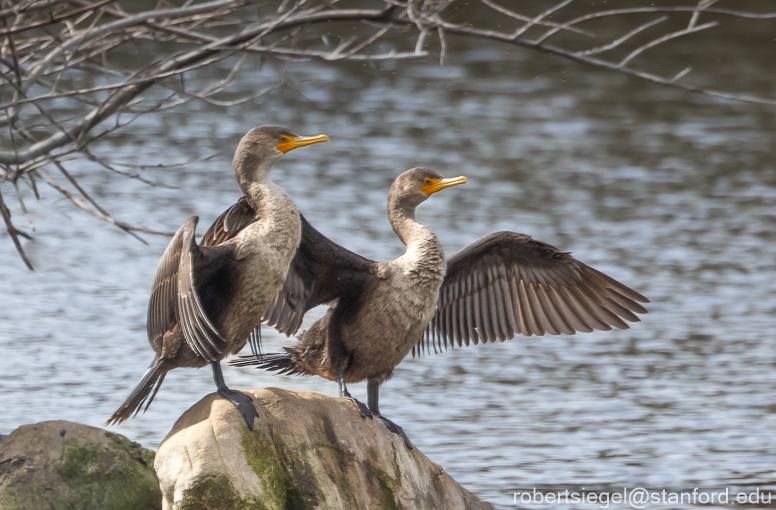 emily renzel wetlands 2024